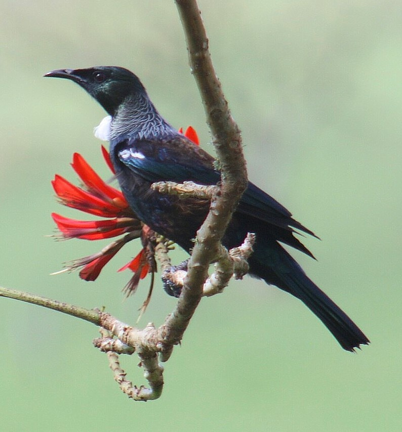 flame tree tui flame tree tui